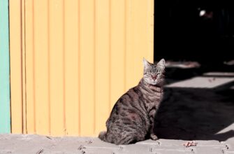 easy crypto airdrop cats4