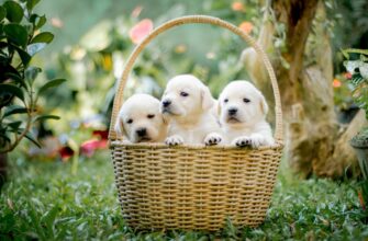 kriptovaljuta baby doge3