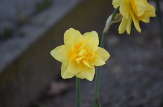 kriptovaljuta daffodil2