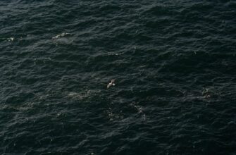 kriptovaljuta orca2