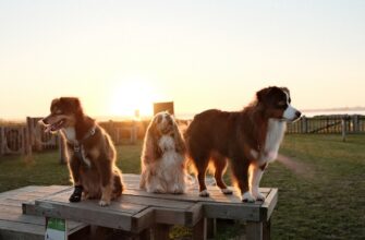 airdrop crypto dogs3