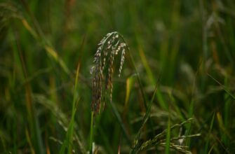 airdrop crypto grass3