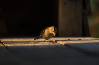 airdrop crypto hamster kombat4