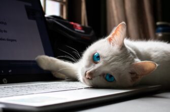 easy crypto airdrop cats code5