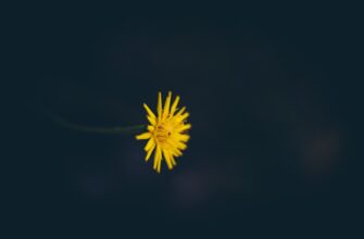 fjuchersnaja torgovlja jefirium na kucoin dnevnoj nizkij risk