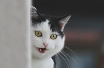 izbezhat dvojnogo naloga dohody stejkinga v belarusi poshagovo