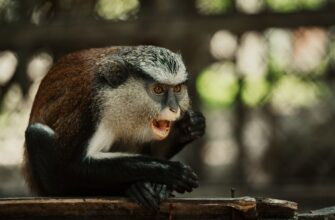 kriptovaljuta ape2