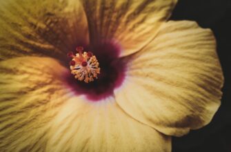 kriptovaljuta bloom2