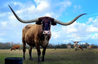 kriptovaljuta bull2