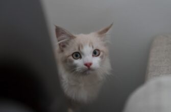 kriptovaljuta cats2