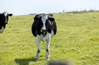 kriptovaljuta cow2