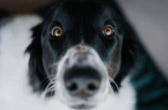 kriptovaljuta dogecoin2
