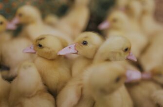 kriptovaljuta flock2