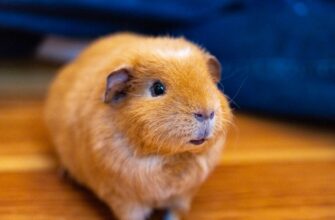 kriptovaljuta hamster kombat3