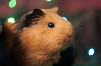 kriptovaljuta hamster2