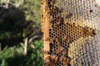 kriptovaljuta hive2