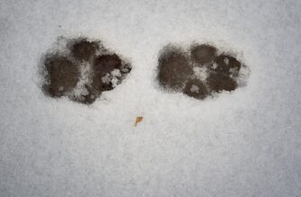 kriptovaljuta paws2