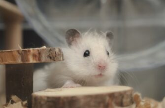 kriptovaljuta rats2