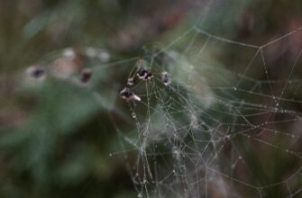 kriptovaljuta web2