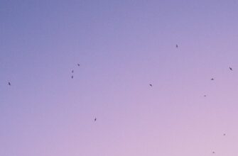 poluchit besplatno jefirium airdrop na polygon bez komissii