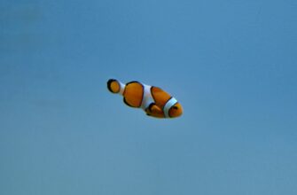 poluchit besplatno jefirium airdrop na polygon poshagovo