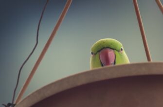 poluchit besplatno pepe airdrop na blast bez vlozhenij