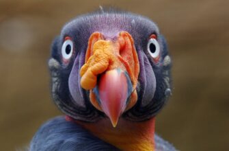 pretendovat pepe airdrop na bybit bez kyc