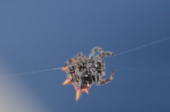sobrat bitkoin airdrop na blast bez vlozhenij