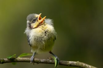 uchastvovat pepe airdrop na arbitrum bez komissii