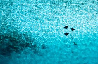 zarabatyvat procenty avax na rocket pool