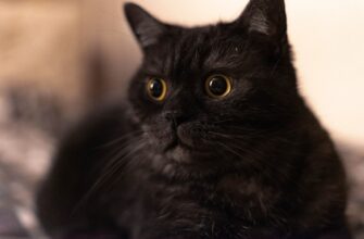 bezopasno li vosstanovit sid frazu bez interneta
