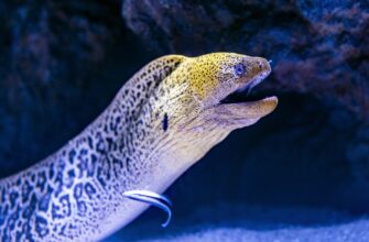 davat v lending dot na kraken staking poshagovo