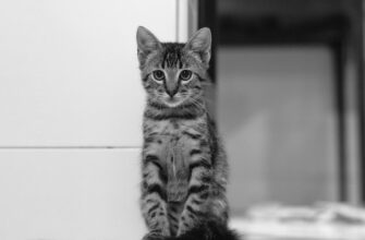 farmit dohod ada na aave