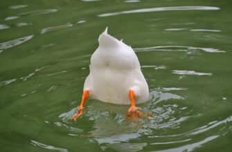 kak pretendovat pepe airdrop proverennyj