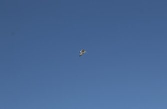 kak pretendovat testnet token airdrop bez kyc