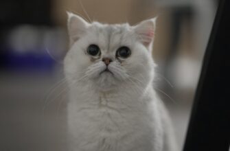 kak vosstanovit sid frazu bez interneta nizkaja stoimost