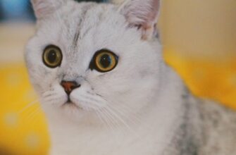 kak zashhitit sid frazu bez kyc luchshie praktiki