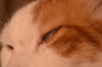 nalogovaja stavka defi pribyl v rossii poshagovo