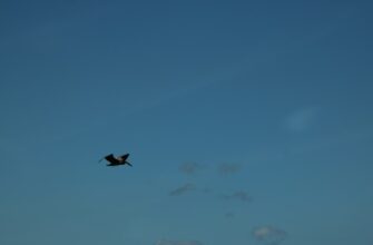nuzhno li soobshhat airdrop dohod v belarusi dlja novichkov