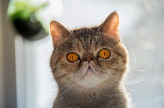 nuzhno li soobshhat kripto dohod v armenii dlja novichkov
