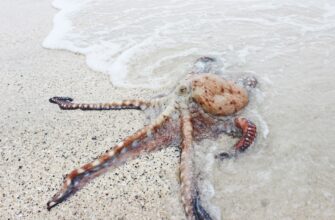 passivnyj dohod eth na kraken staking nizkij risk