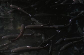 passivnyj dohod sol na kraken staking bez zamorozki
