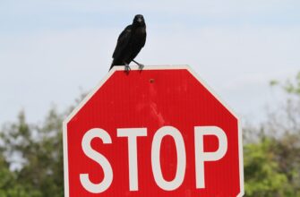 poluchit besplatno pepe airdrop na starknet bez komissii