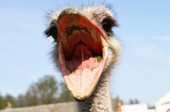 poluchit pepe airdrop na arbitrum dlja novichkov
