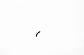 poluchit pepe airdrop na starknet bez vlozhenij