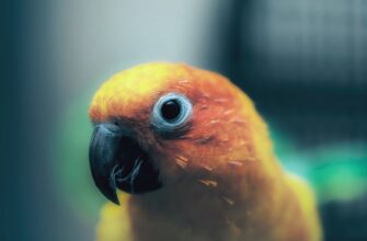 poluchit pepe airdrop na testnet bez kyc