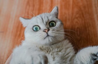 pretendovat meme coin airdrop na arbitrum proverennyj