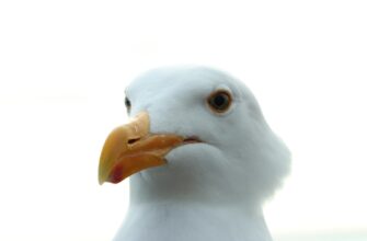 pretendovat pepe airdrop na bybit bez vlozhenij