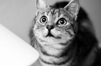 pretendovat pepe airdrop na okx proverennyj