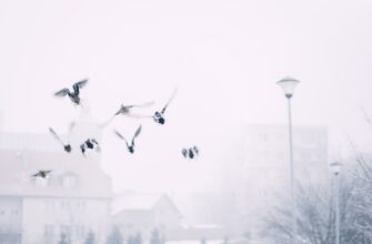 pretendovat zk airdrop na zksync dlja novichkov